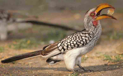 Yellowbilled Hornbill