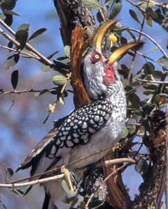 Yellowbilled Hornbill