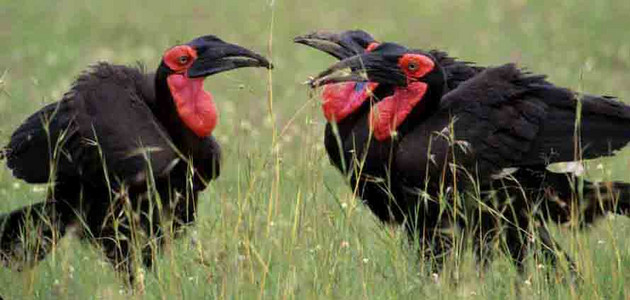 Ground Hornbill