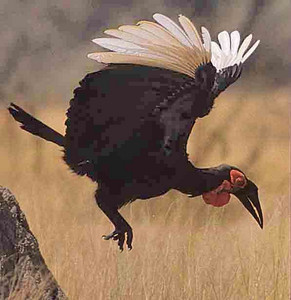 Ground Hornbill