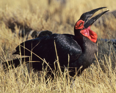 Ground Hornbill