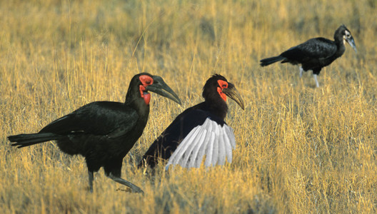 Ground Hornbill