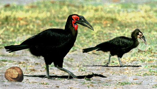 Ground Hornbill