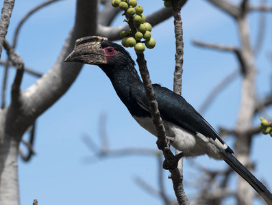 11Hornbill-Trumpeter_-3.jpg