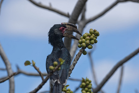 11Hornbill-Trumpeter_-6.jpg