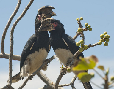 11Hornbill-Trumpeter_Pair.jpg