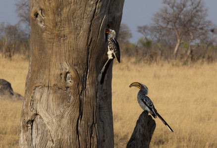 11Hornbill-YellowbilledPair1.jpg