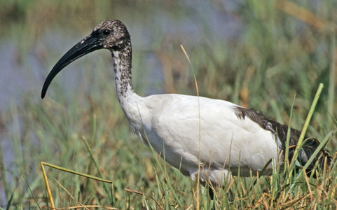 Sacred Ibis