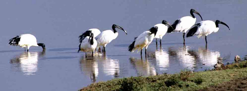 Sacred Ibis