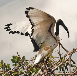 Sacred Ibis