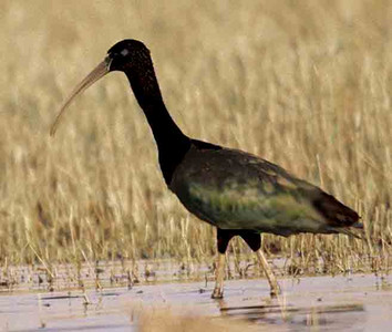 Glossy Ibis