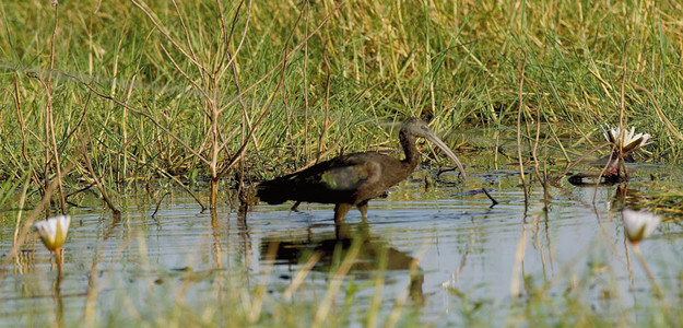 Glossy Ibis