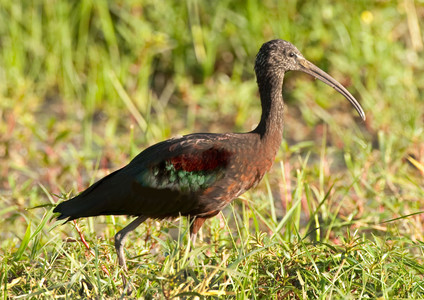 Glossy Ibis