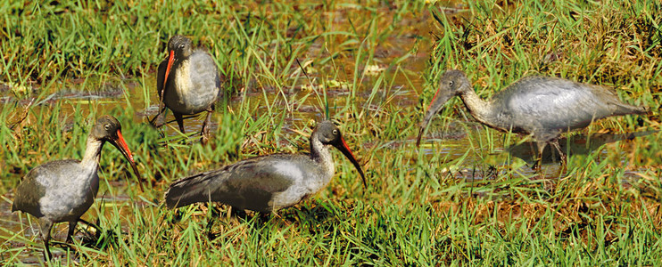 Hadeda Ibis