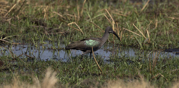 11Ibis-Glossy2.jpg