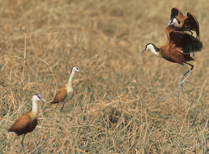 African Janaca