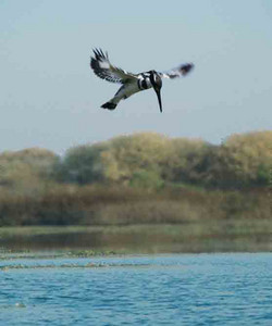 Pied Kingfisher