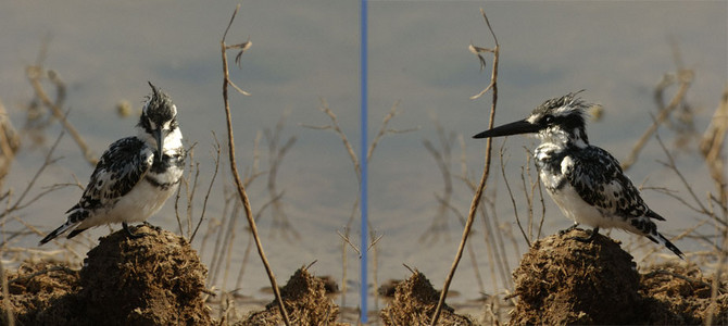 Pied Kingfisher