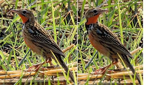 Rosythroated Longclaw