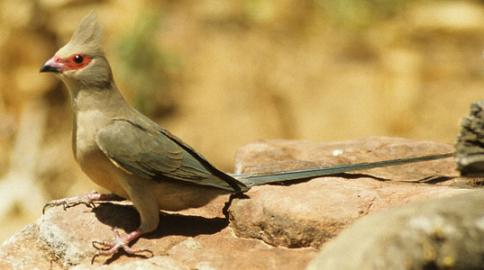 Redfaced Mousebird