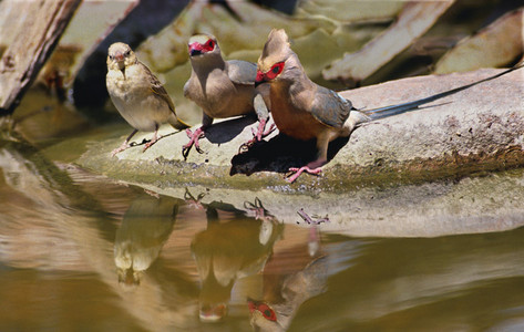 Red-Faced Mousebird Family