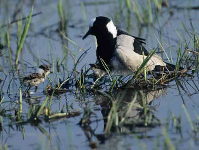 Blacksmith Plover (F) with Chicks-1st image