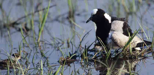 Blacksmith Plover (F) with Chicks-2nd image