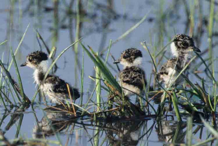 Blacksmith Plover Chicks-Three 2-day olds-3rd Image