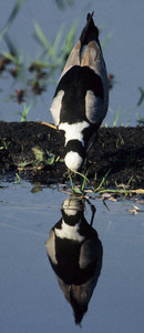 Blacksmith Plover (M)-4th Image