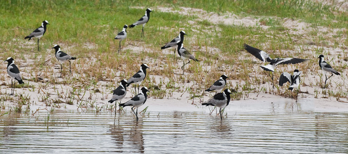 Blacksmith Plovers