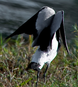 Blacksmith Plover