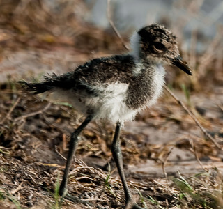 Blacksmith Plover