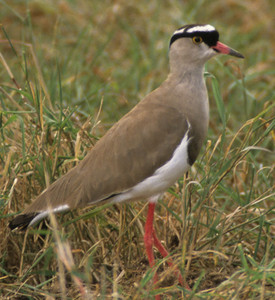 Crowned Plover