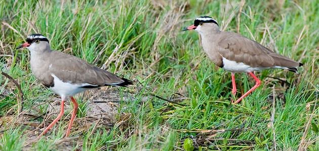 Crowned Plover