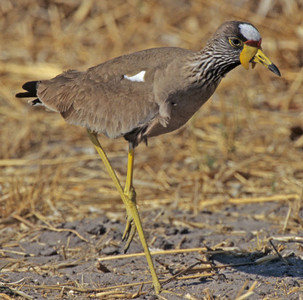 Wattled Plover