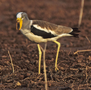 Wattled Plover-Frontal