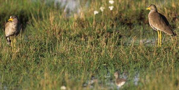 Wattled Plover