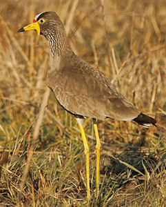 Wattled Plover