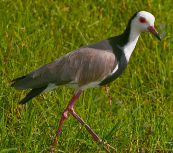 Longtoed Plover