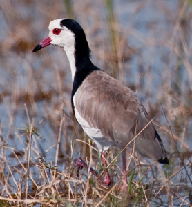 Longtoed Plover