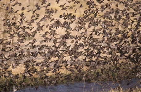 Redbilled Quela