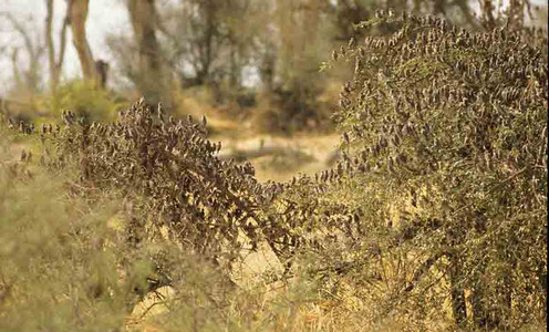Redbilled Quela