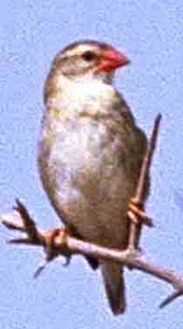Redbilled Quelea