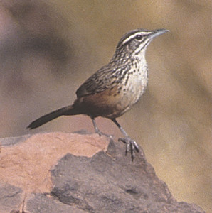 Rockrunner (Damara Rockjumper)