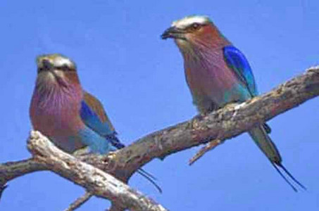 Lilacbreasted Roller (Pair)