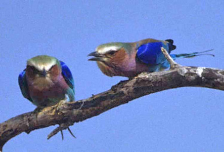 Lilacbreasted Roller (Pair)