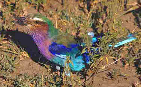 Lilacbreasted Roller