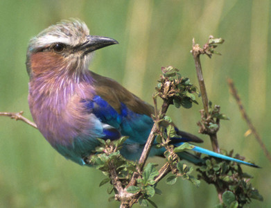 Lilacbreated Roller