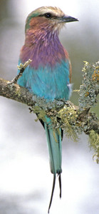 Subadult Lilacbreasted Roller