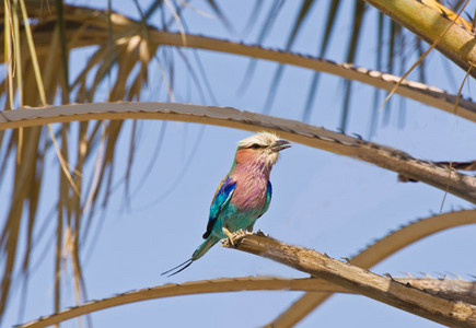 Lilacbreasted Roller Male